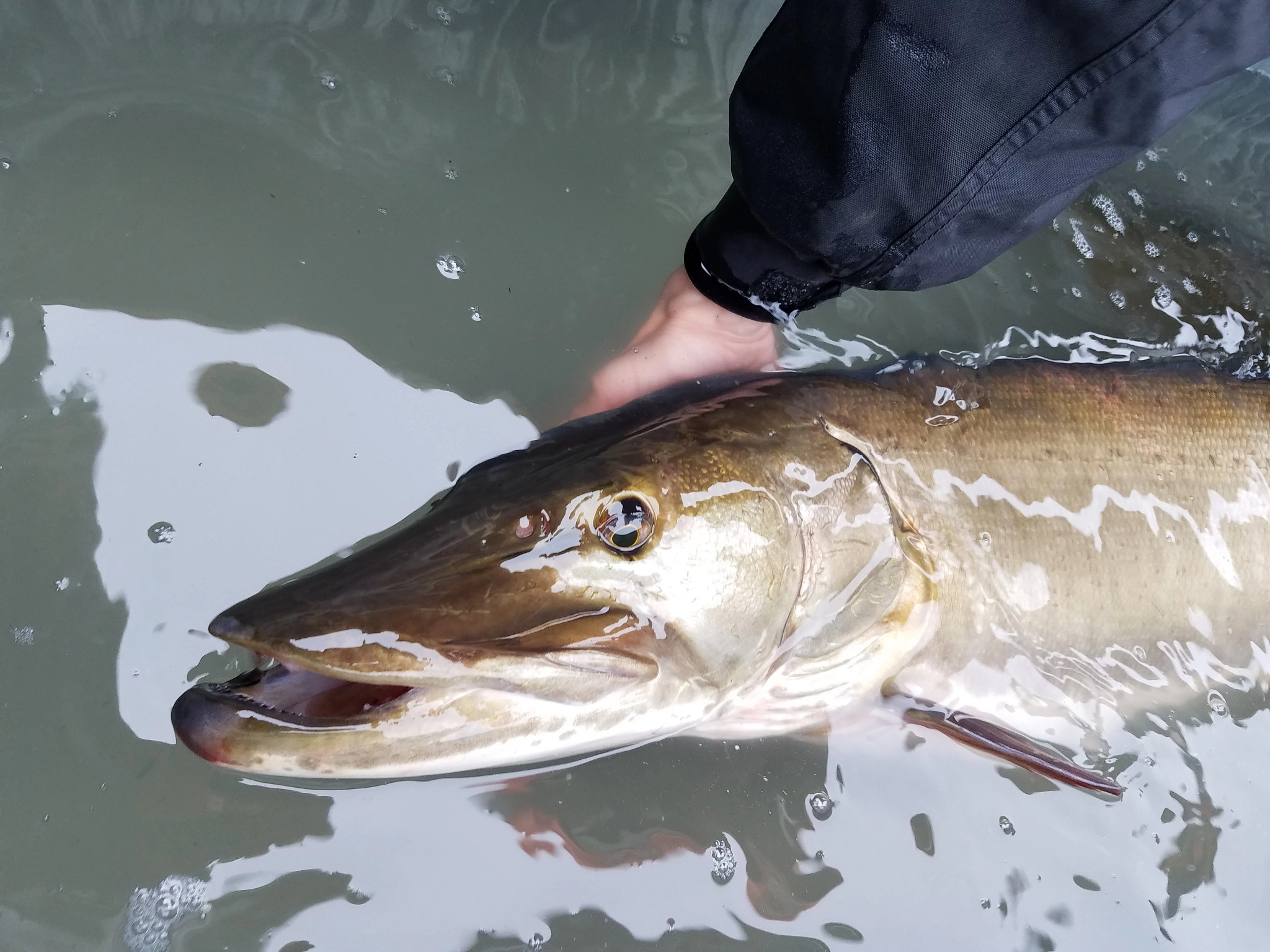 close-up of musky